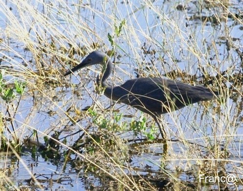  Slaty Egret
