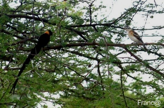  Eastern Paradise-Whydah