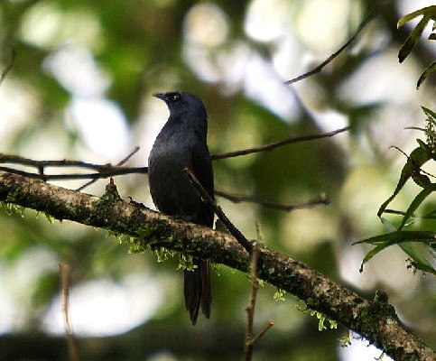 Stuhlman's Starling
