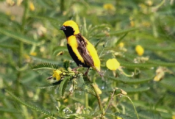 Yellow-crowned Bishop