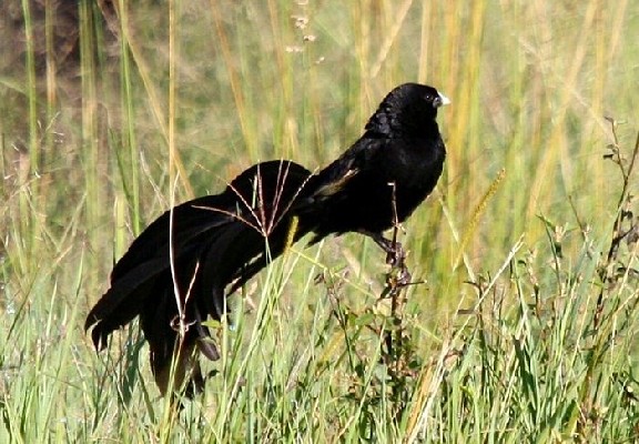Jackson's Widowbird