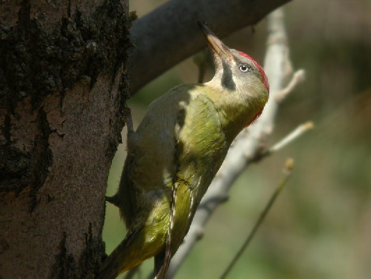 Levaillant's Woodpecker Picus vaillantii, 18 Mar 2004