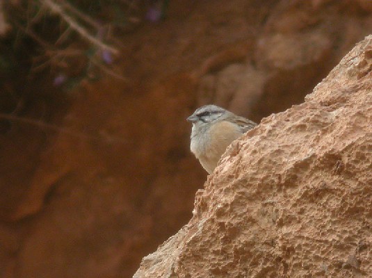 Rock Bunting Emberiza c. cia, 15 Mar 2004