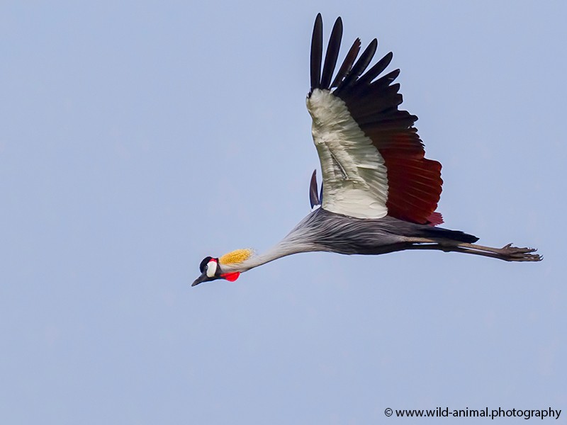Grey Crowned Crane in flight