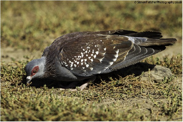 Speckled Pigeon