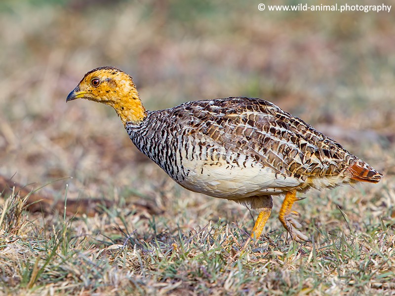 Coqui Francolin