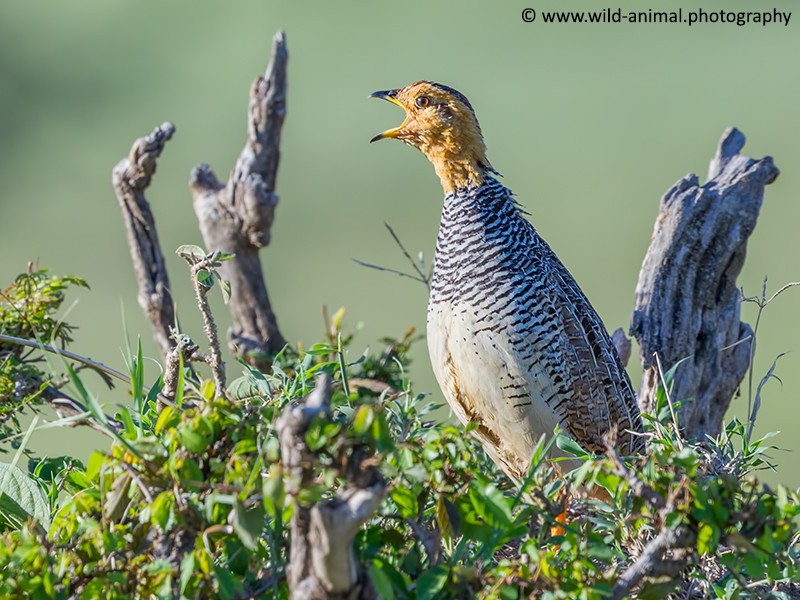 Coqui Francolin calling