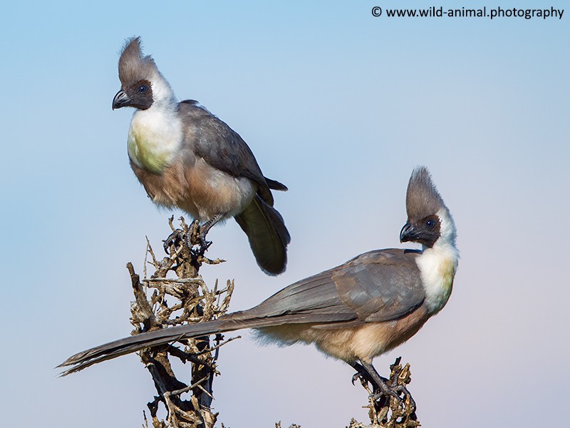 Pair Bare-faced Go-away Birds