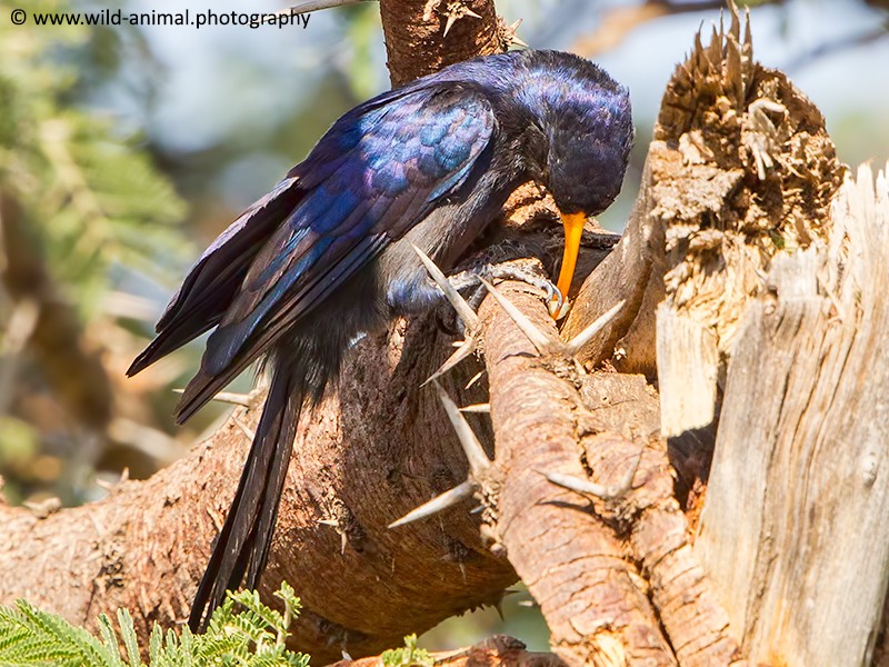Abyssinian Scimitarbill