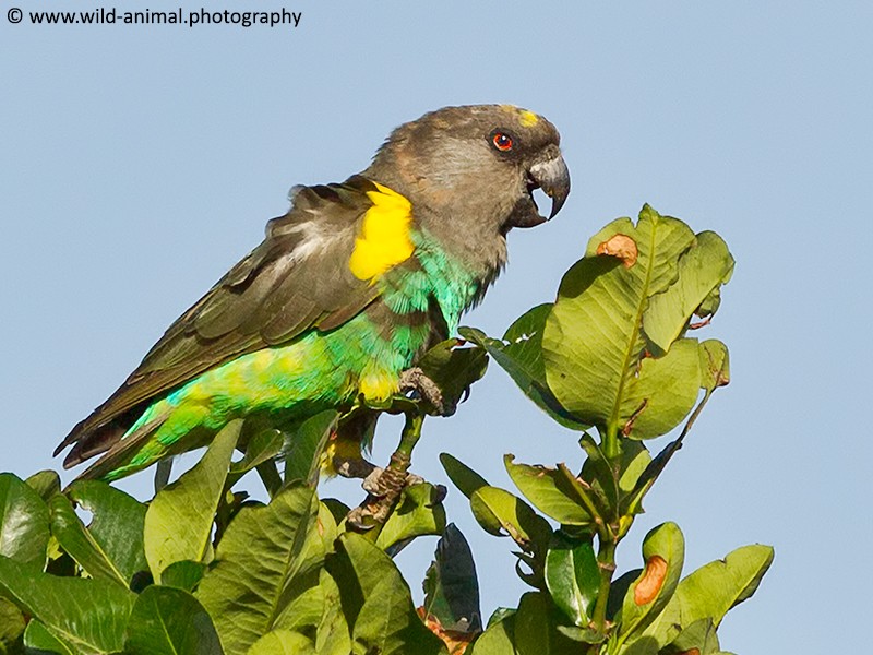 Meyer's Parrot aka Brown Parrot