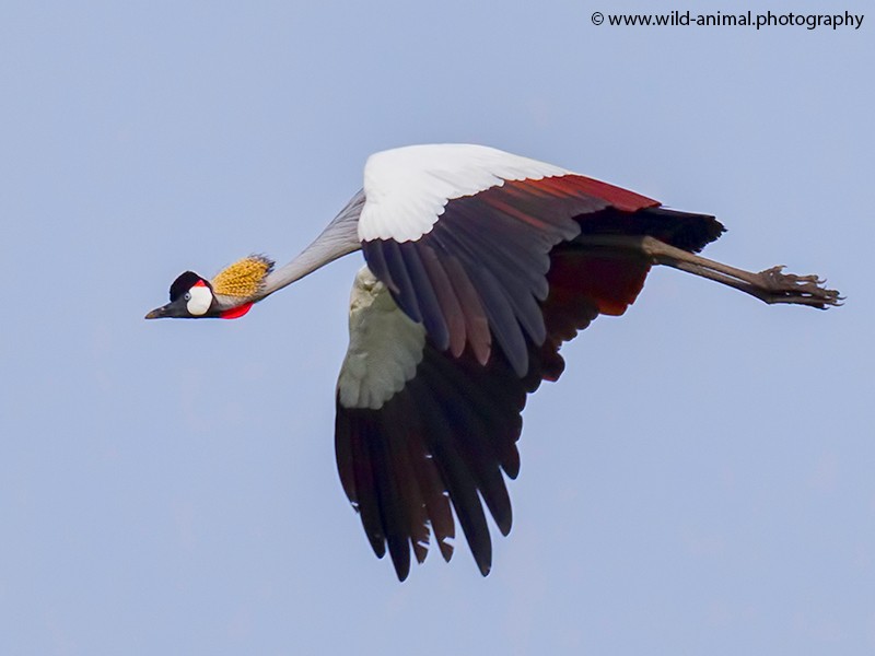 Grey Crowned Crane in flight