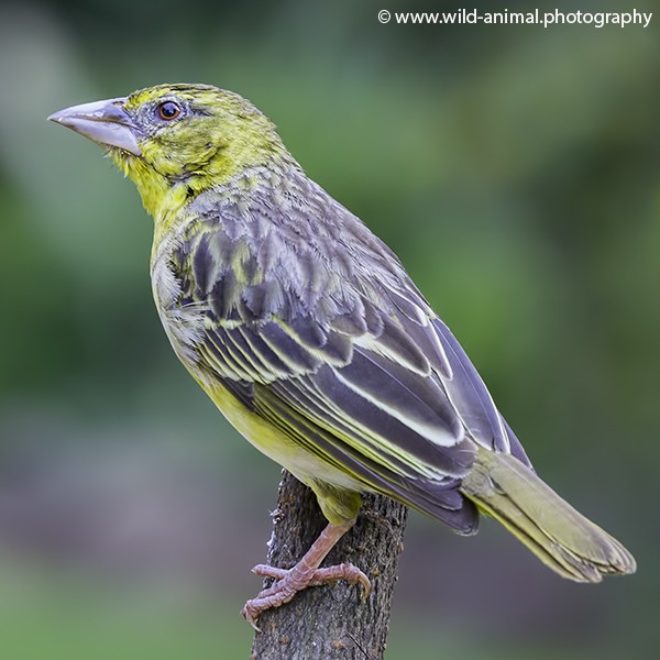 Village Weaver