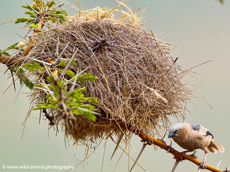 Grey-headed Social Weaver and Nest