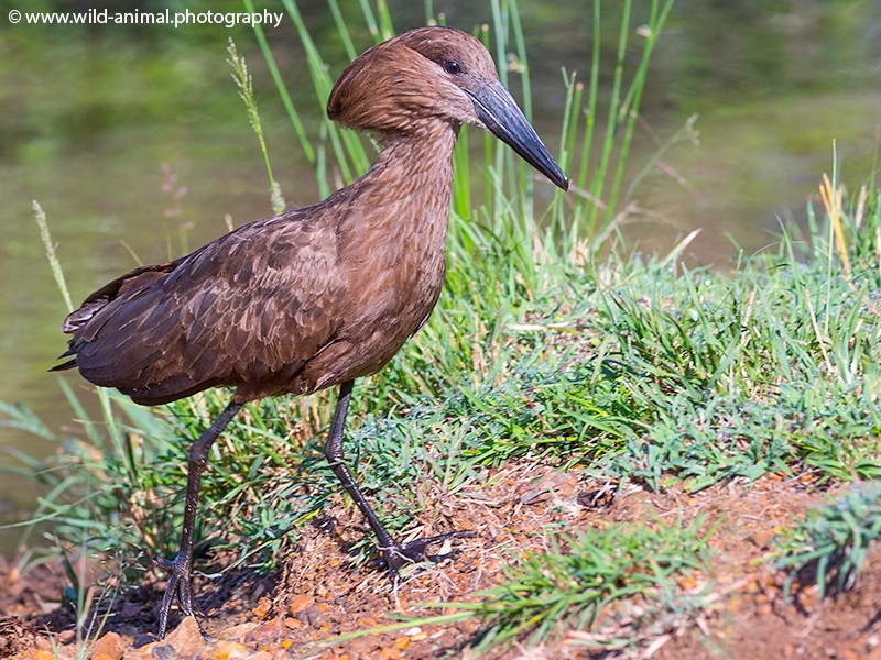 Hamerkop