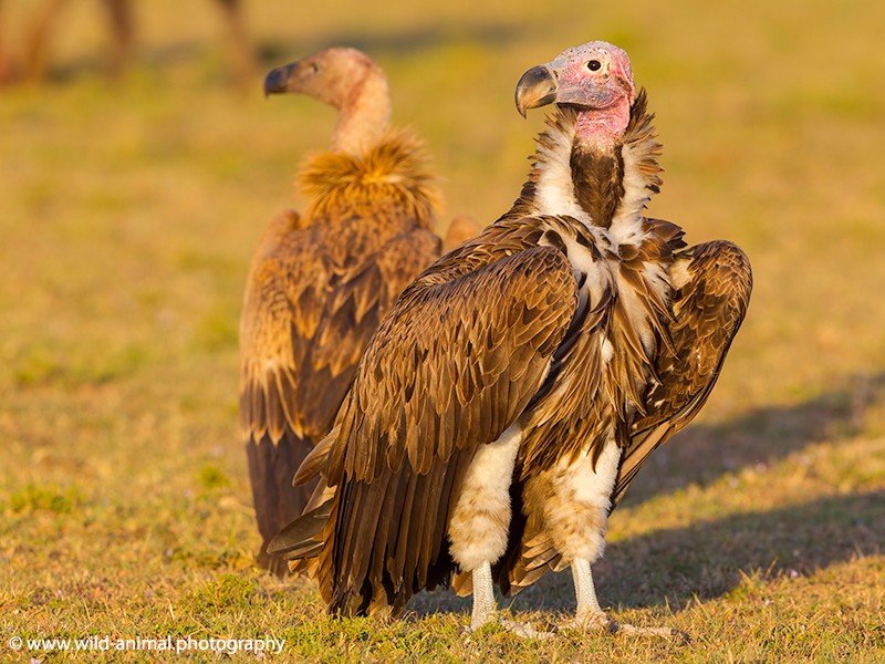 Lappet-faced Vulture