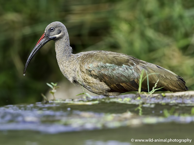 Hadada Ibis