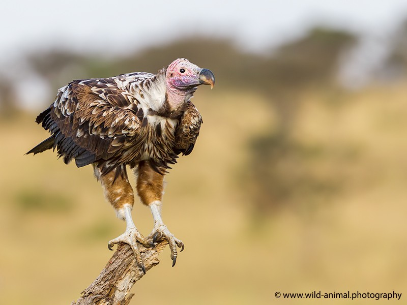 Lappet-faced Vulture