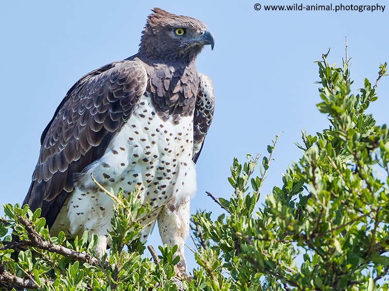 Martial Eagle