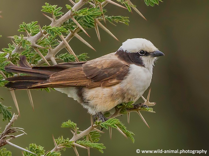 Northern White-crowned Shrike