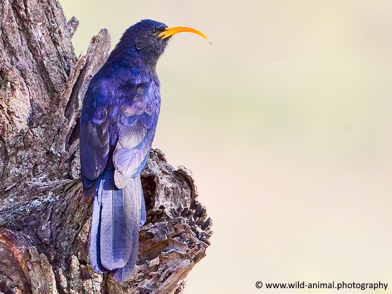 Abyssinian Scimitarbill