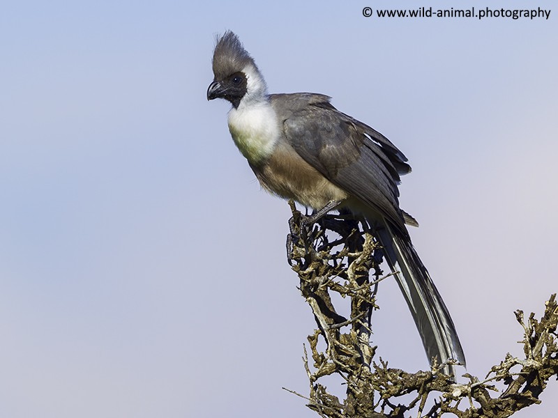 Bare-faced Go-away-bird