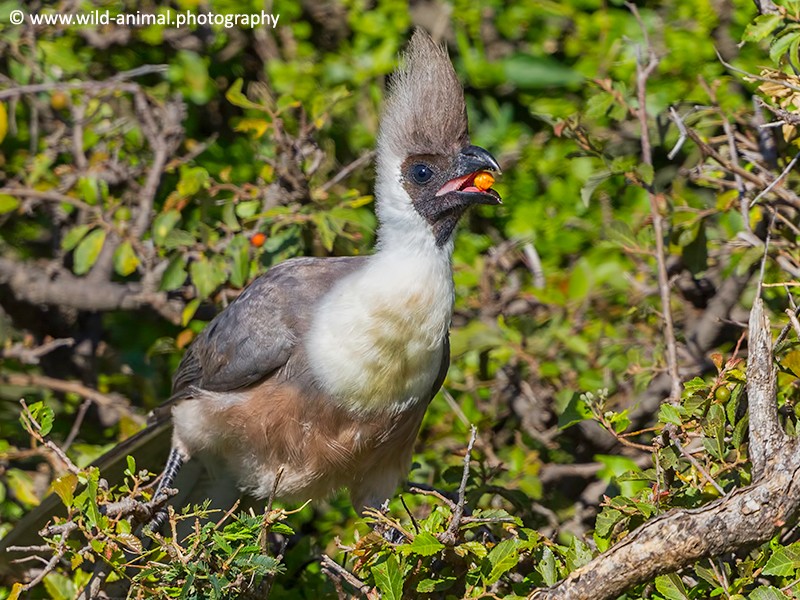 Bare-faced Go-away-bird Eating Fruit