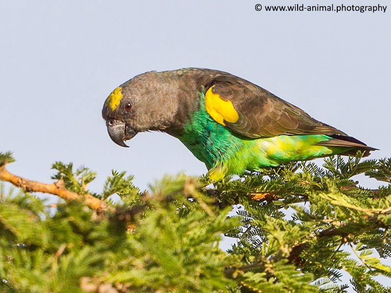 Meyers (Brown) Parrot