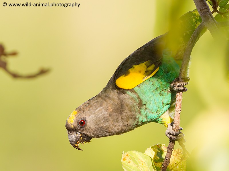Meyers (Brown) Parrot