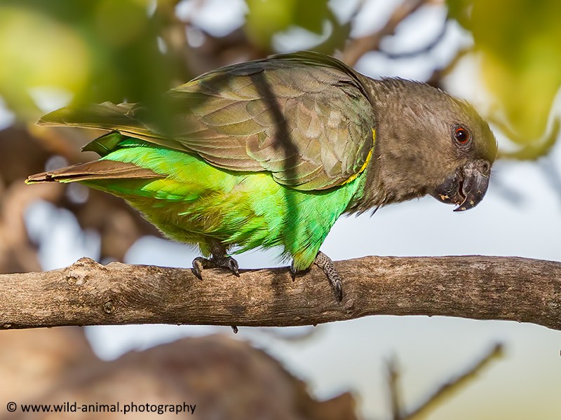 Meyers (Brown) Parrot