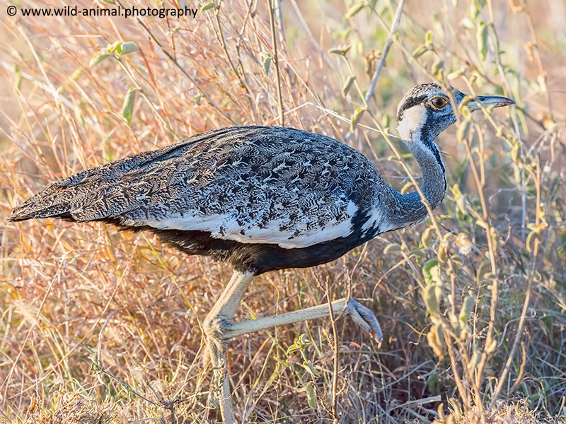 Hartlaubs Bustard