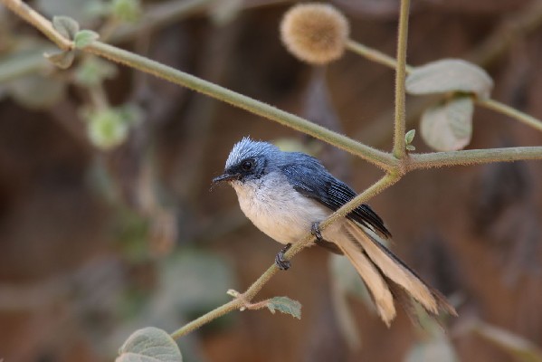 White-tailed Blue Flycatcher