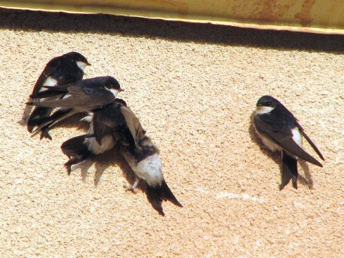 House Martins warming in morning sun