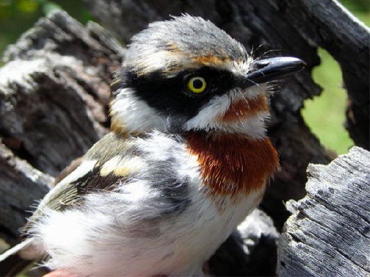 Chinspot Batis