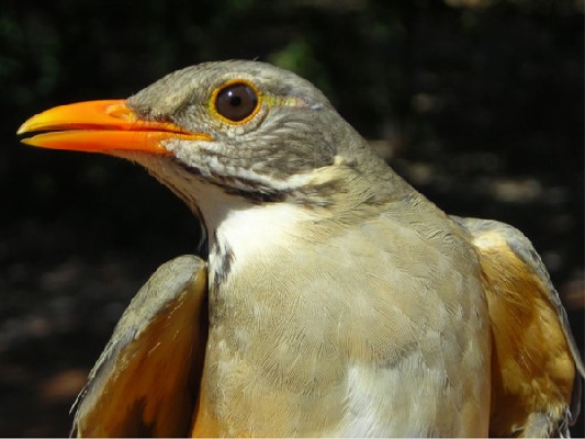 Kurrichane Thrush