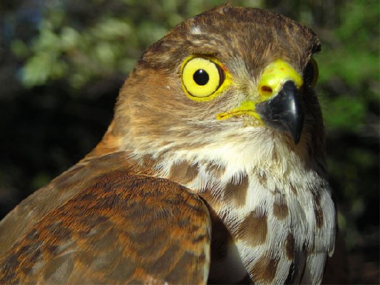 Little Sparrowhawk