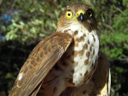 Little Sparrowhawk