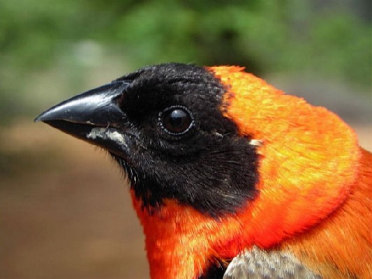 Southern Red Bishop