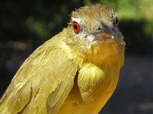 Yellow-bellied Greenbul