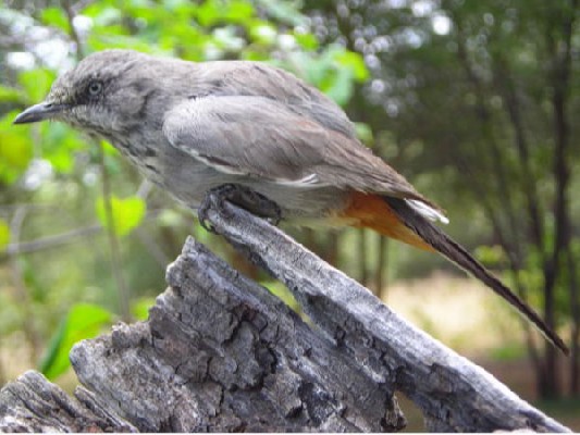 Chestnut-vented Warbler