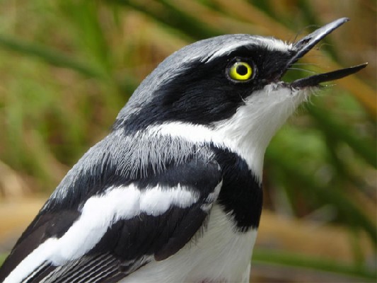 Chinspot Batis