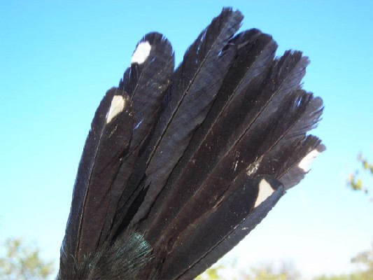 Common Scimitarbill tail feathers