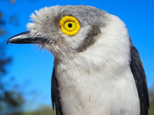 White Helmet-Shrike