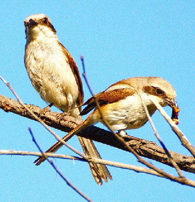 Souza's Shrike