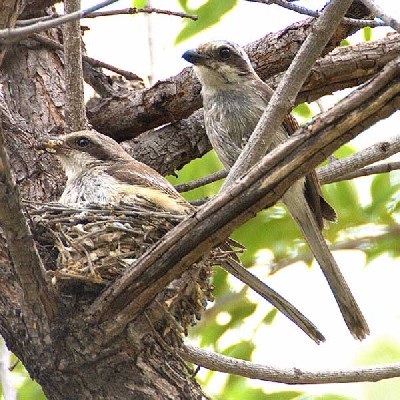 Souza's Shrike