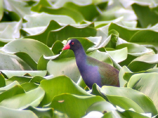 Allen's Gallinule (Porphyrio alleni) at Livingstone sewage ponds