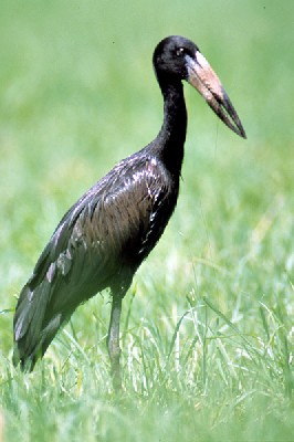 African Openbill Stork (Anastomus lamelligerus) at Chobe river