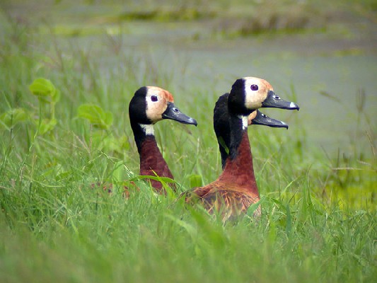 White-faced Whistling Ducks (Dendrocygna viduata) at Livingstone sewage ponds