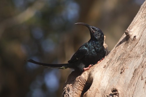 Black-billed Wood-hoopoe