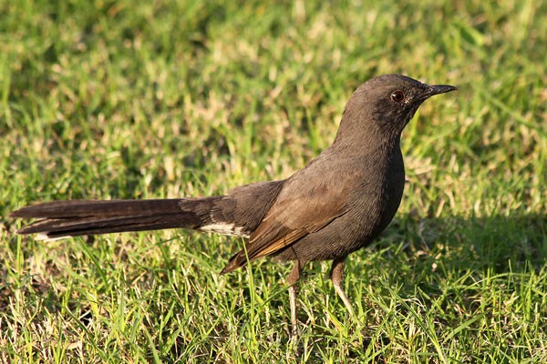 Black Scrub Robin