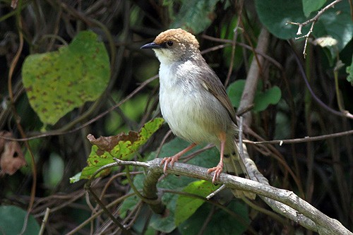 Chubb's Cisticola